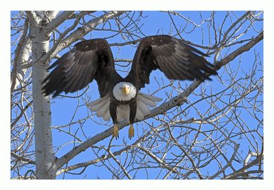 American Bald Eagle