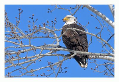 American Bald Eagle