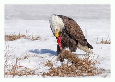 American Bald Eagle