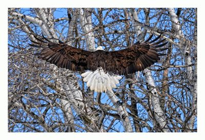 American Bald Eagle