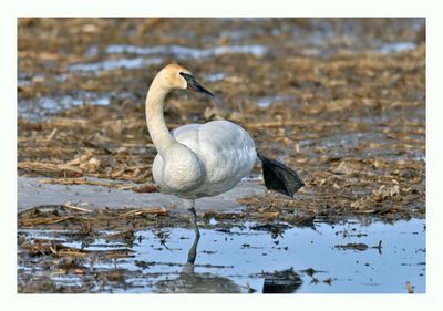 Trumpeter Swan