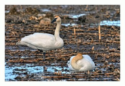 Trumpeter Swan