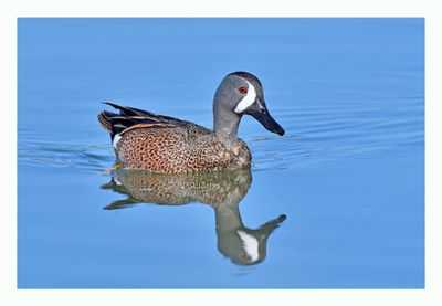 Blue-winged Teal