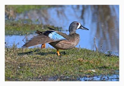 Blue-winged Teal