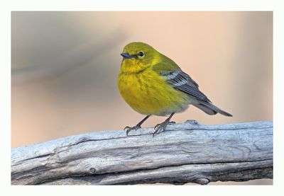 Pine Warbler