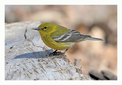 Pine Warbler