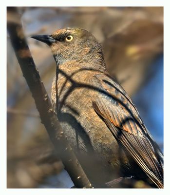 Rusty Blackbird