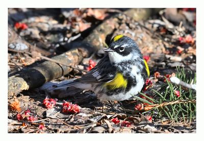 Yellow-rumped Warbler