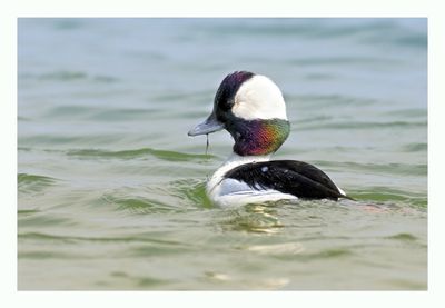 Bufflehead