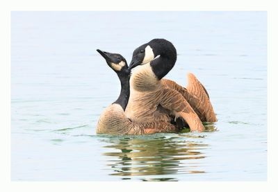 Canada Goose