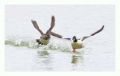 Bufflehead