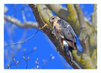 Cooper`s Hawk