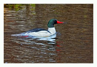 Common Merganser