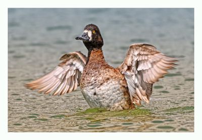 Lesser Scaup