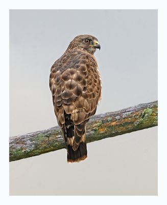 Broad-winged Hawk