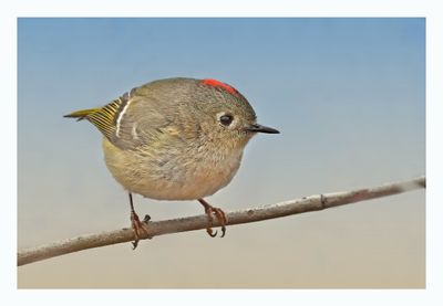 Ruby-crowned Kinglet