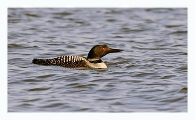 Common Loon