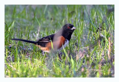 Eastern Towhee