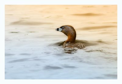 Pied-billed Grebe