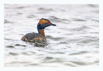 Horned Grebe