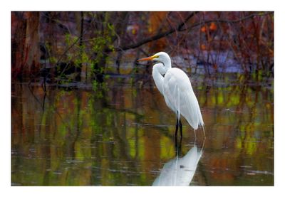 Great Egret