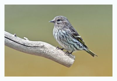 Pine Siskin