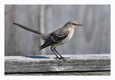 Northern Mockingbird