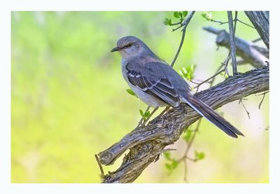 Northern Mockingbird