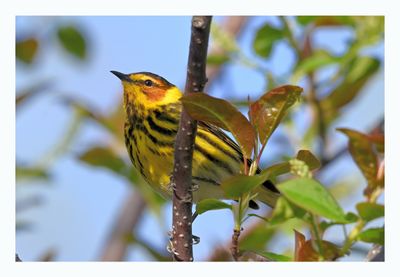 Cape May Warbler