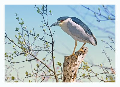 Black-crowned Night Heron