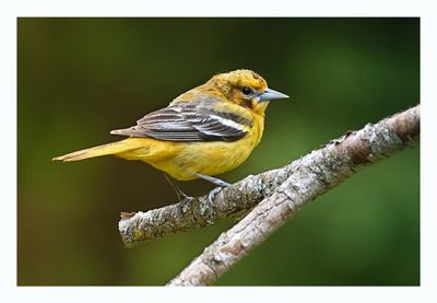 Baltimore Oriole