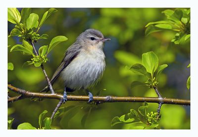 Warbling Vireo