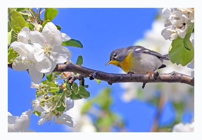 Northern Parula