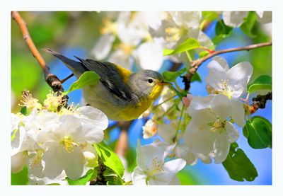 Northern Parula