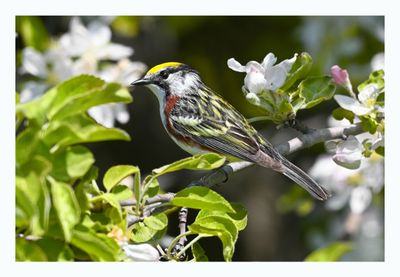 Chestnut-sided Warbler