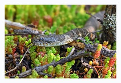 Northern Water Snake