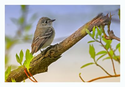 Least Flycatcher