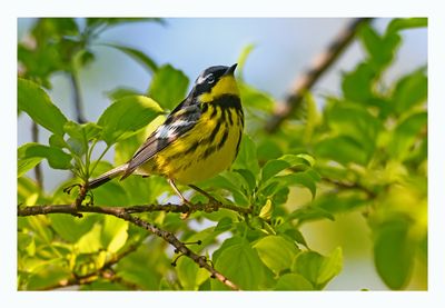 Magnolia Warbler