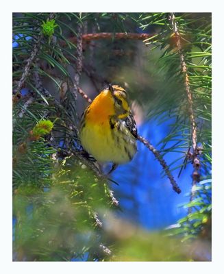 Blackburnian Warbler