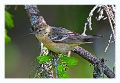 Bay-breasted Warbler