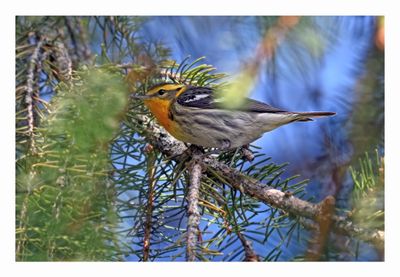 Blackburnian Warbler