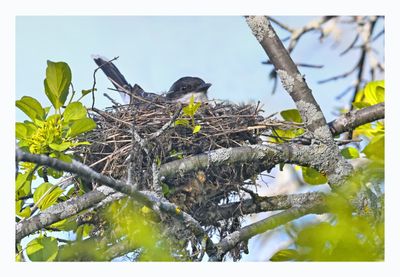 Eastern Kingbird