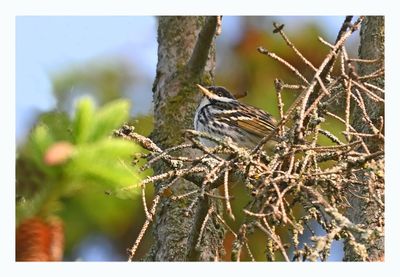 Blackpoll Warbler