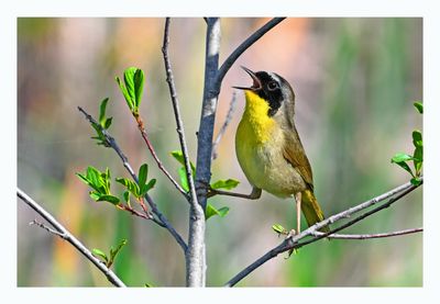 Common Yellowthroat