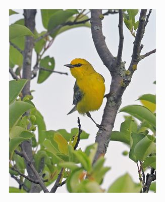 Blue-winged Warbler