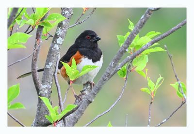 Eastern Towhee