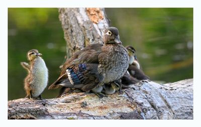 Wood Duck