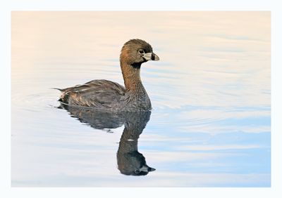 Pied-billed Grebe