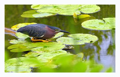 Green Heron