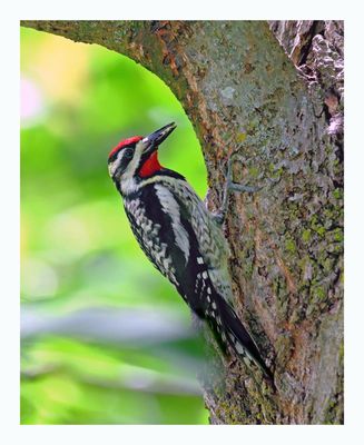 Yellow-bellied Sapsucker